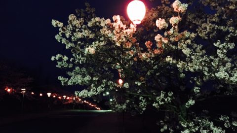 みやま公園の桜